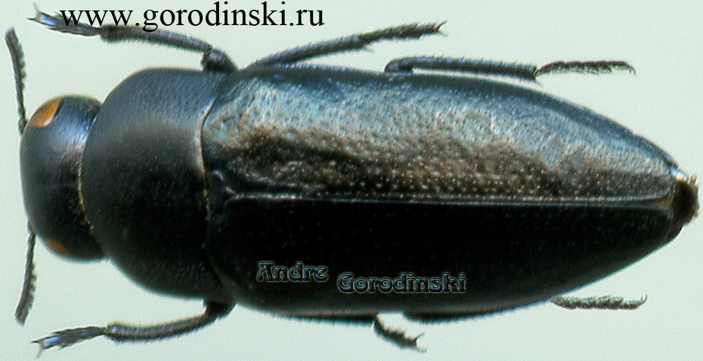 http://www.gorodinski.ru/buprestidae/Sphenoptera eugenii.jpg